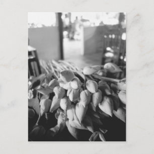 Siem Reap Cambodia, Lotus Blume Postkarte