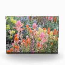 Sierra Buttermilch-Wildblumen