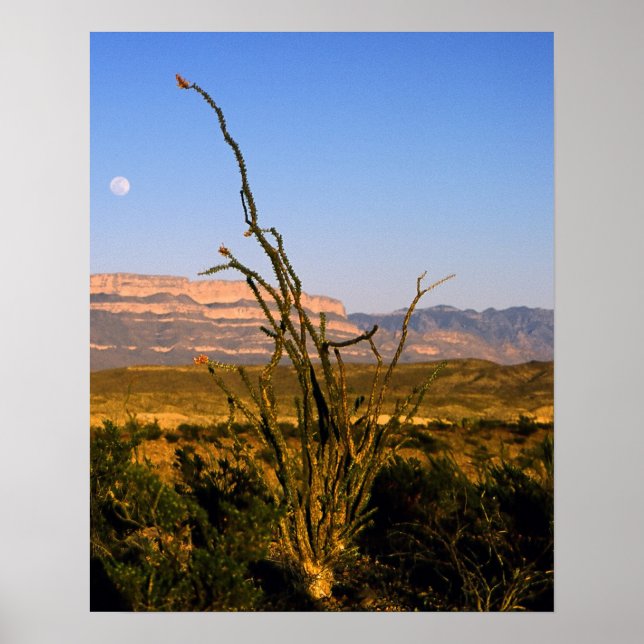 Sierra del Carmen Octillo Poster (Vorne)