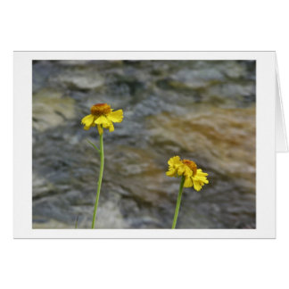 Sierra fleurs sauvages par la crique en bois