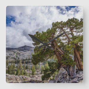 Sierra Juniper und Evergreen Bäume Quadratische Wanduhr