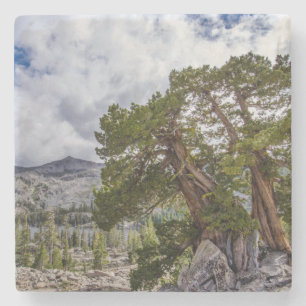 Sierra Juniper und Evergreen Bäume Steinuntersetzer