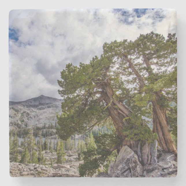 Sierra Juniper und Evergreen Bäume Steinuntersetzer (Vorderseite)