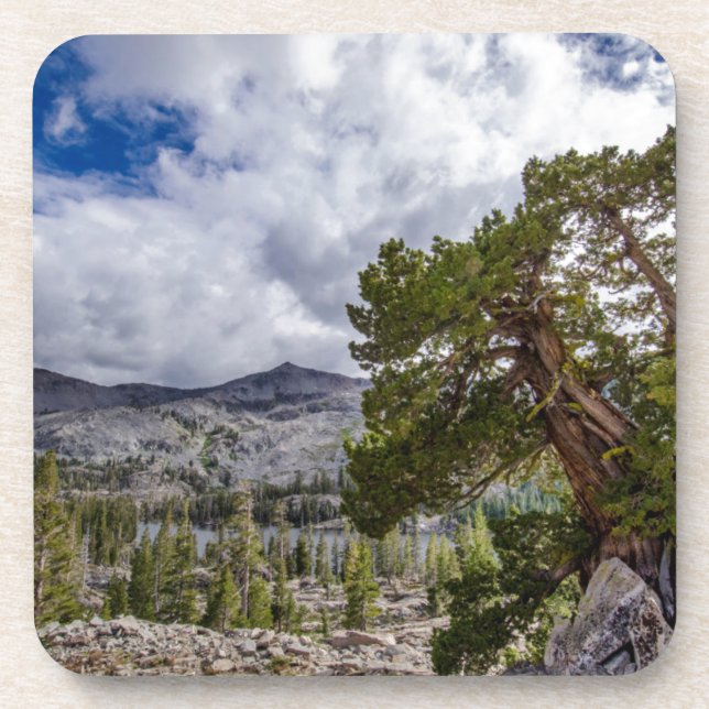 Sierra Juniper und Evergreen Bäume Untersetzer (Vorderseite)