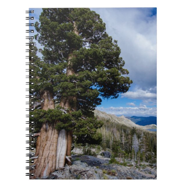Sierra Juniper und Evergreen Trees 2 Notizblock (Vorderseite)