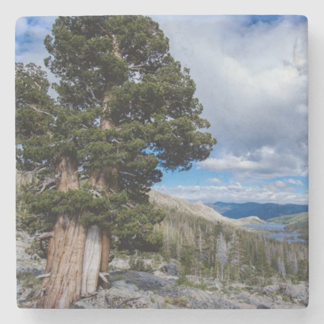 Sierra Juniper und Evergreen Trees 2 Steinuntersetzer (Vorderseite)