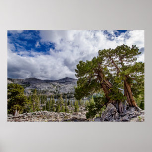 Sierra Juniper und Evergreen Trees Poster