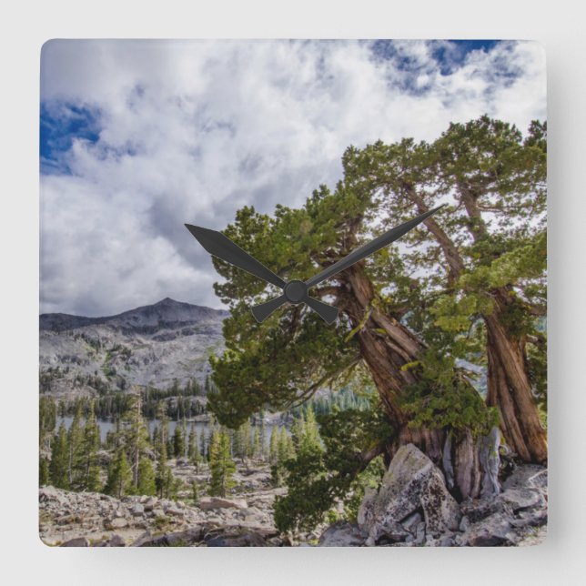 Sierra Juniper und Evergreen Trees Quadratische Wanduhr (Vorderseite)