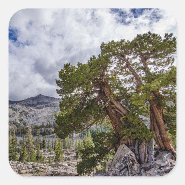 Sierra Juniper und Evergreen Trees Quadratischer Aufkleber (Vorderseite)
