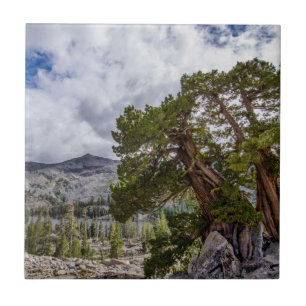 Sierra-Wacholder und immergrüne Bäume Fliese