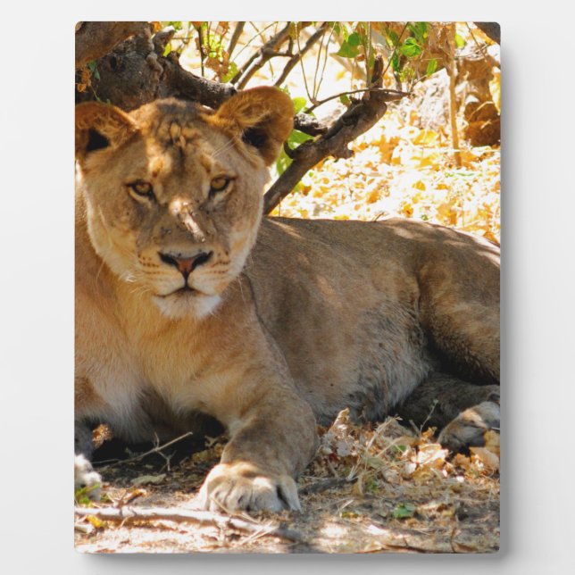 Siesta Time Fotoplatte (Vorderseite)