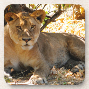 Siesta Time Untersetzer