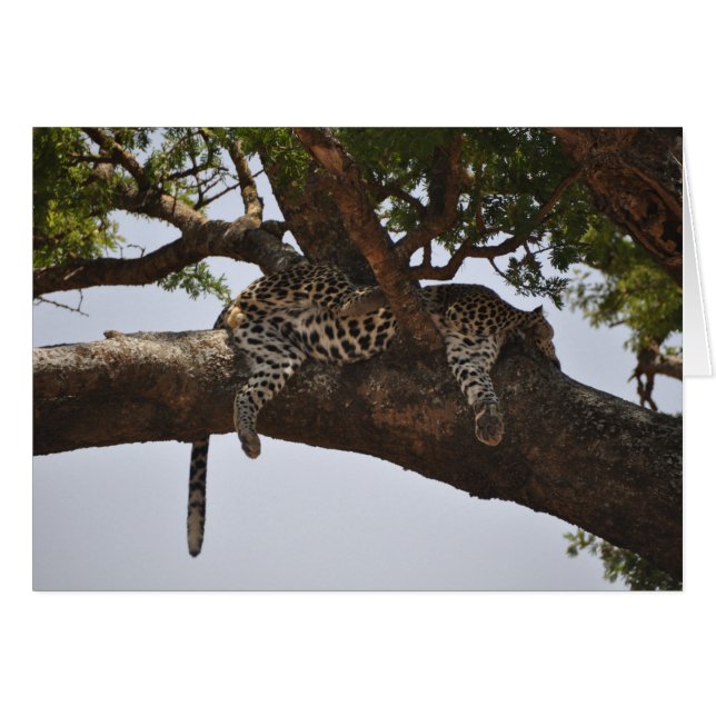 Sièste (Devant horizontal)