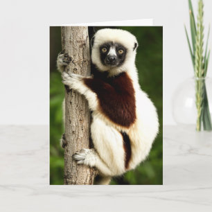 Sifaka Lemur im madagassischen Wald Karte