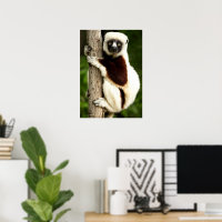 Sifaka Lemur im madagassischen Wald