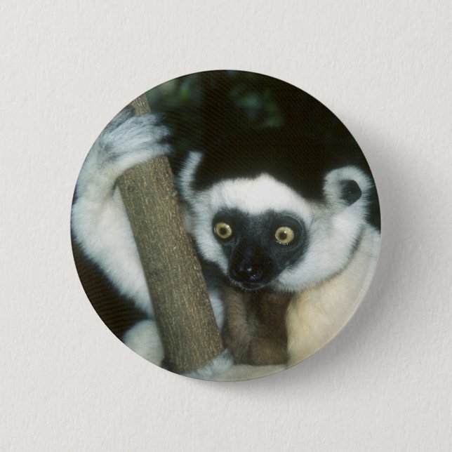 Sifaka (Lemur), Madagaskar Button (Vorderseite)