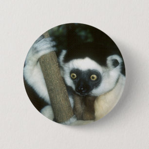 Sifaka (Lemur), Madagaskar Button