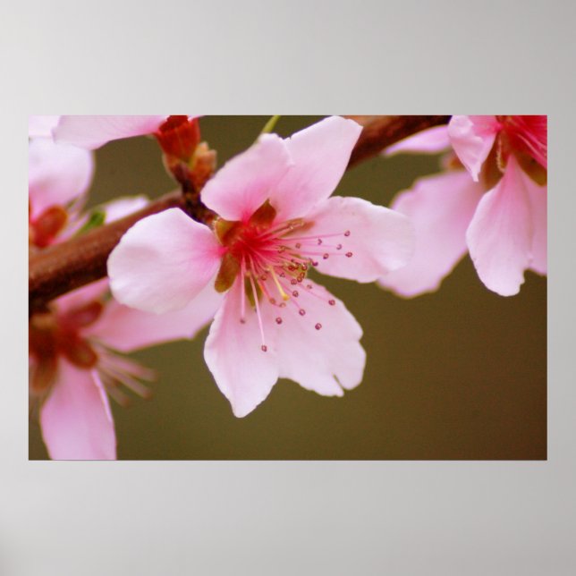 sign of spring print poster (Vorne)