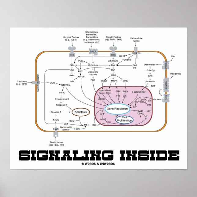 Signalisierung im Inneren (Signalweg) Poster (Vorne)