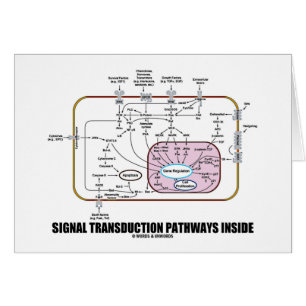 Signaltransductions-Bahn-Innere (Zellbiologie)