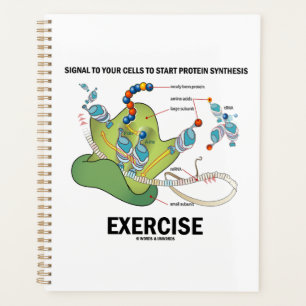 Signalzellen zum Starten der Proteinsynthese Planer