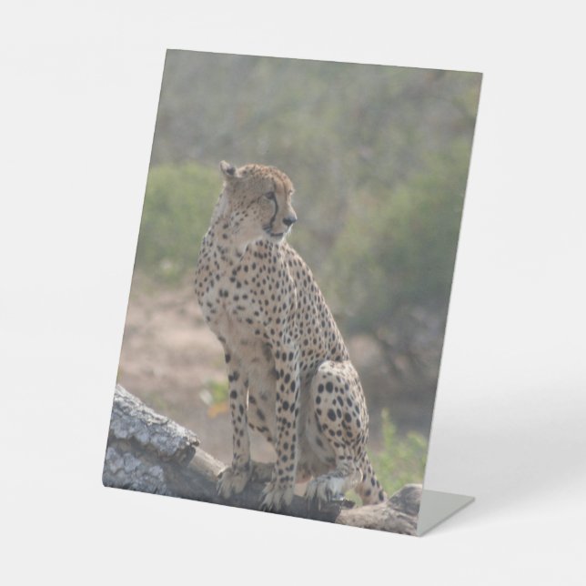 Signe De Table Cheetah (Recto)