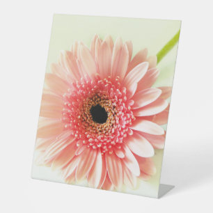 Signe De Table Gerbera Daisy