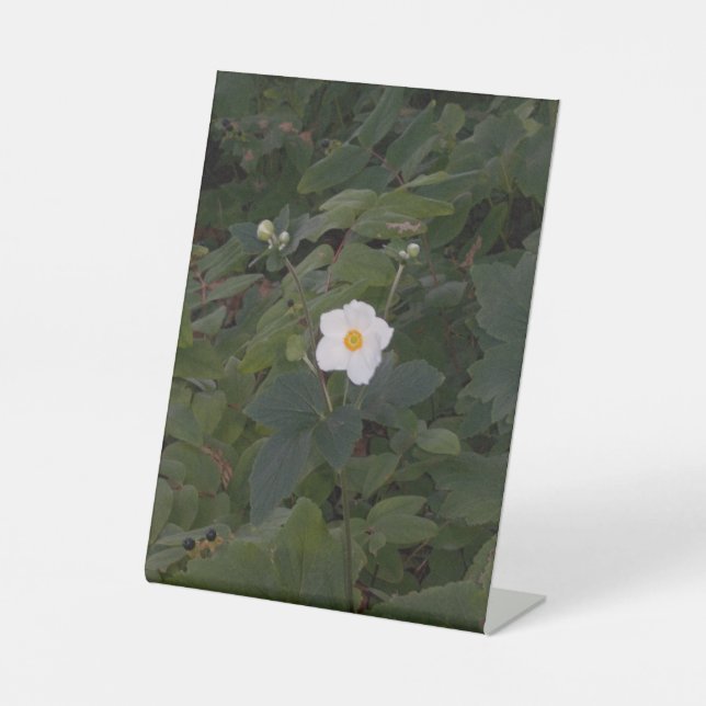 Signe De Table White Flower Photo (Recto)