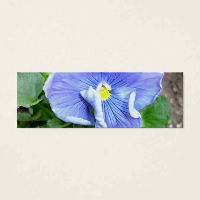 Signet Blue Pansy (Devant)