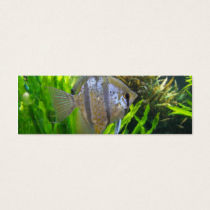 Signet de poisson ange