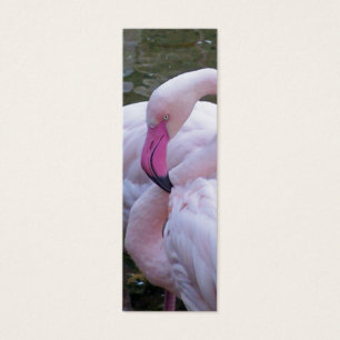 Signet de rose choquant