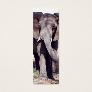 Signet d'éléphant