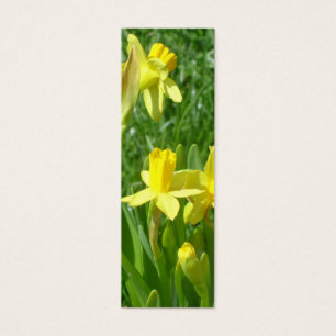 Signet jaune de jonquilles de renoncule