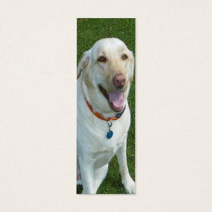 Signet jaune de labrador retriever avec des