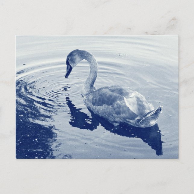 Signet Swan - Digital Cyanotype Postkarte (Vorderseite)