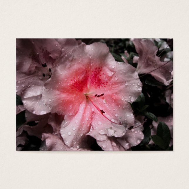 Signets intérieurs (Devant)