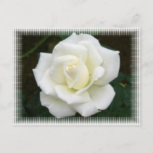 Significations roses Carte postale