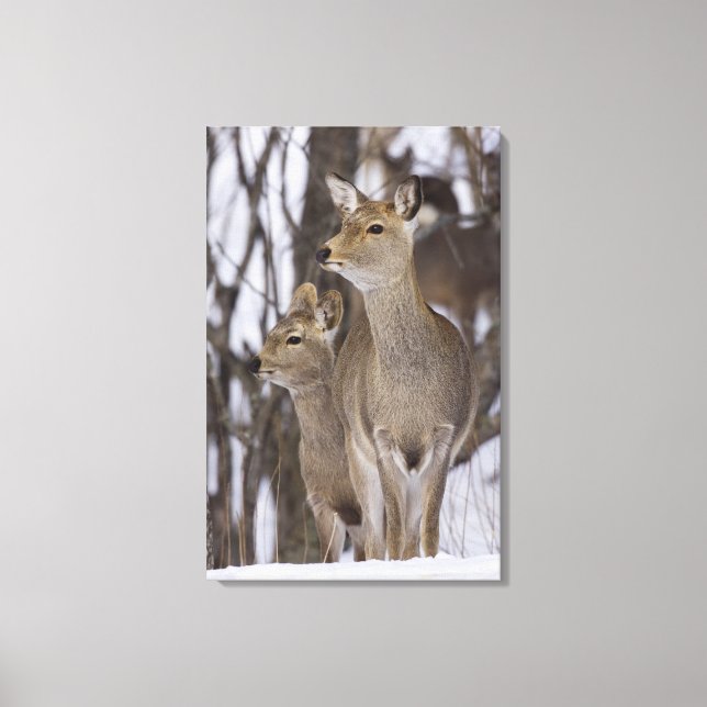 Sika Deer Doe and Young, Hokkaido, Japan Leinwanddruck (Vorderseite)