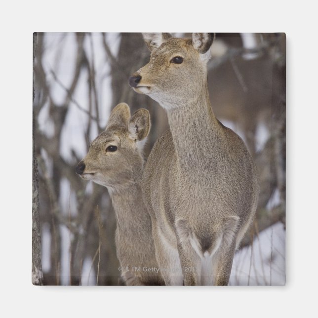 Sika Deer Doe and Young, Hokkaido, Japan Magnet (Vorne)