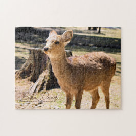 Sika Deer in Nara Park