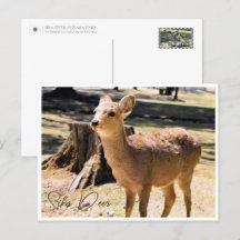 Sika Deer in Nara Park ポストカード