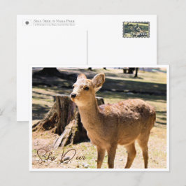 Sika Deer in Nara Park ポストカード Postkarte
