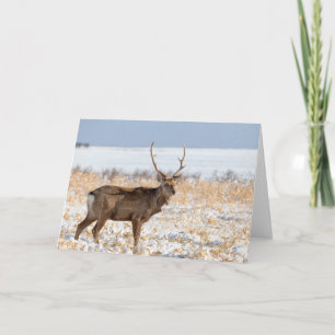Sika-Hirsch in einem schneebedeckten Feld Japan Karte