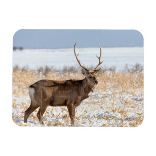 Sika-Hirsch in einem schneebedeckten Feld Japan Magnet