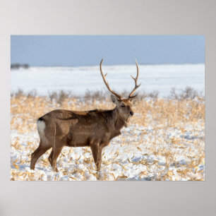 Sika-Hirsch in einem schneebedeckten Feld   Japan Poster