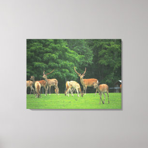 Sika Hirsche stehend in einem Clearing Leinwanddruck