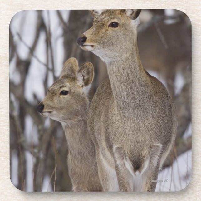 Sika Rotwild-Damhirschkuh und junges, Hokkaido, Getränkeuntersetzer (Vorderseite)