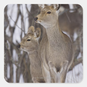 Sika Rotwild-Damhirschkuh und junges, Hokkaido, Quadratischer Aufkleber