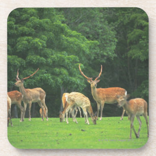 Sika Rotwild stehend in einer Reinigung Getränkeuntersetzer