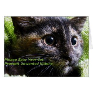 S'Il Vous Plaît Spirer Votre Chat Empêcher Les Cha